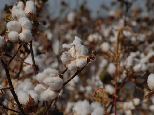 Fifty-fifty between farmers and laborers in cotton picking | कापूस वेचणीत शेतकरी- मजुरांत फिफ्टी-फिफ्टी