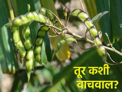 Infestation of pod borer on turi crop, how to protect? | तुरीच्या पिकावर शेंगा पोखरणाऱ्या अळीचा प्रादुर्भाव, कसे कराल संरक्षण?