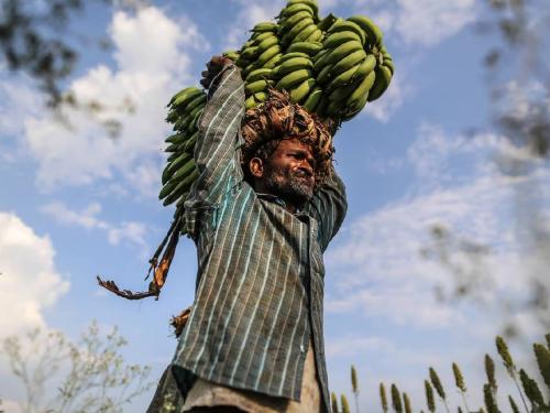 Banana producers will now get 50 percent subsidy for this | केळी उत्पादकांना आता यासाठी मिळणार ५० टक्के अनुदान