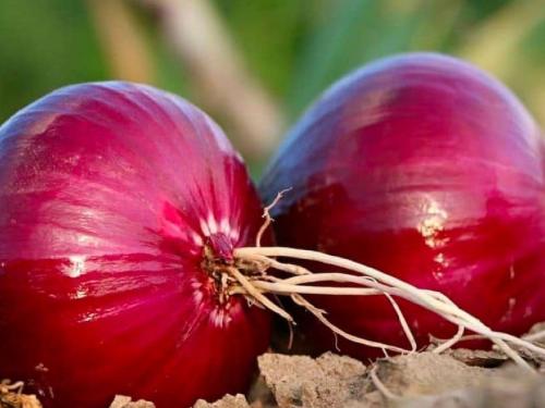 Due to water shortage, summer onion planting is half! | पाणी टंचाईमुळे उन्हाळी कांदा लागवड निम्म्यावर! 