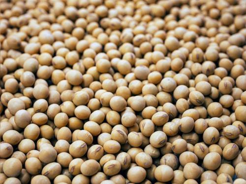 25 thousand sacks of soybeans in a day, how much is the price? | एका दिवसात सोयाबीनच्या २५ हजार पोत्यांची आवक, किती मिळतोय भाव?