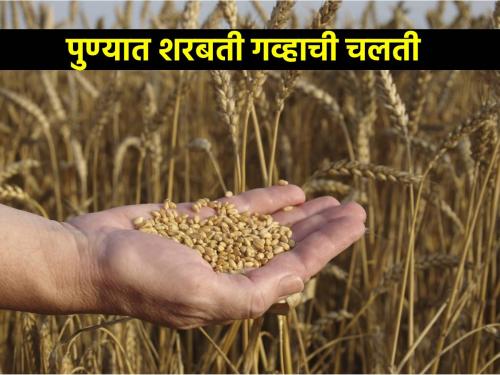 Sharbati wheat is moving in Pune, getting such a price per quintal | पुण्यात शरबती गव्हाची चलती, मिळतोय क्विंटलमागे असा भाव 