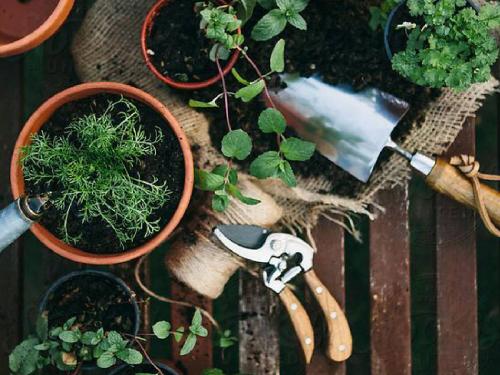 The heat of the sun has increased. How will you protect your houseplants from the heat? | उन्हाचा चटका वाढलाय.,उष्णतेपासून आपल्या घरच्या रोपांचे कसे संरक्षण कराल?