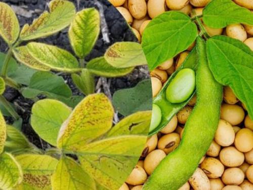 How many areas of soybeans are affected by yellow mosaic in the state? | राज्यात किती क्षेत्रावरील सोयाबीनवर 'पिवळा मोझॅक'चा प्रादुर्भाव?