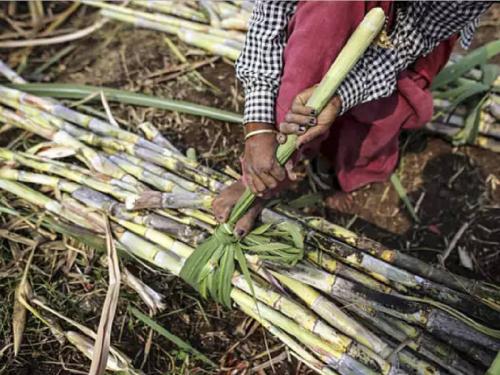 Meaning: The 'bitter' story of unbroken cane, sweat and sweet sugar! | अन्वयार्थ: न तुटलेला ऊस, घामाचे दाम आणि गोड साखरेची 'कडू' कहाणी!