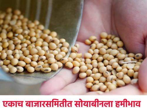 Soybean: Soybean is fetching more than the guaranteed price in the same market committee today | Soybean: आज एकाच बाजार समितीत सोयाबीनला हमीभावाहून अधिक दर मिळतोय