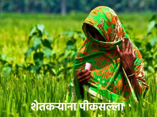 Chance of rain in Marathwada, how should farmers do crop management? | मराठवाड्यात पावसाची शक्यता, शेतकऱ्यांनी कसे करावे पीक व्यवस्थापन?