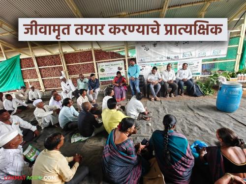 Latest News Jvamrut Recipe How to prepare Jeevamrut for pomegranate diseases Read in detail | Jivamrut : डाळिंबावरील रोगांसाठी जीवामृत कसं तयार करायचं? वाचा सविस्तर 