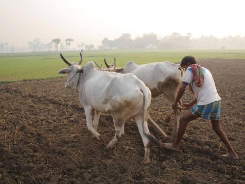 What happens when a pair of bullocks are harnessed for more splits in a paddy field? | धानाच्या रोवणीत अधिक फुटव्यांकरिता बैलजोडीचा पट्टा घेतल्याने काय होते?