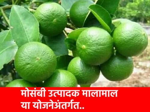 Under this scheme, 50 percent subsidy to the orchard producer in the first year, Mosambi Utpadak was given | या योजनेअंतर्गत फळबाग उत्पादकाला पहिल्या वर्षात ५० टक्के अनुदान, मोसंबी उत्पदक झाला मालामाल