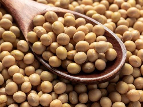 Soybean Bajarbhav: Arrival of 8550 quintal soybeans in the afternoon session, where are the prices? | Soybean Bajarbhav: दुपारच्या सत्रात ८५५० क्विंटल सोयाबीनची आवक, कुठे कसा मिळतोय भाव?