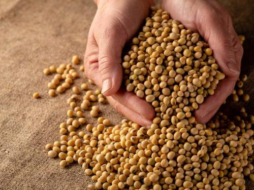 Soybean Market Maharashtra: How are soybean inflows in the morning session? Per quintal is getting… | Soybean Market Maharashtra: सकाळच्या सत्रात सोयाबीनची आवक कशी होतेय? क्विंटलमागे मिळतोय…