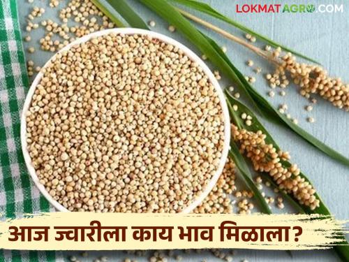 Latest News Todays Jowar Bajarbhav In market yards check here jawar market rates | Jawar Bajarbhav : आज कुठल्या ज्वारीला सर्वाधिक बाजारभाव मिळाला? पाहूयात सविस्तर बाजारभाव