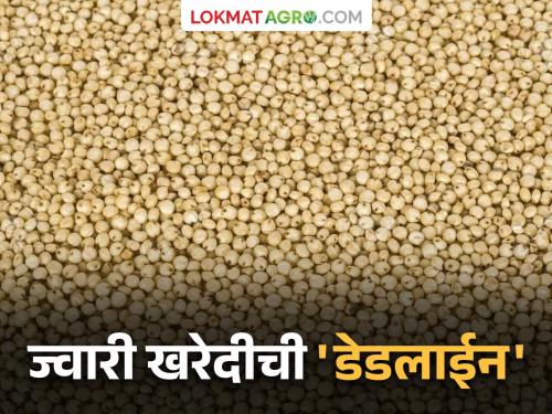 latest news Jowar Kharedi: Farmers! This is the deadline for the jowar procurement center, read in detail | Jowar Kharedi : शेतकऱ्यांनो! ज्वारी खरेदी केंद्राची 'ही' आहे डेडलाईन वाचा सविस्तर