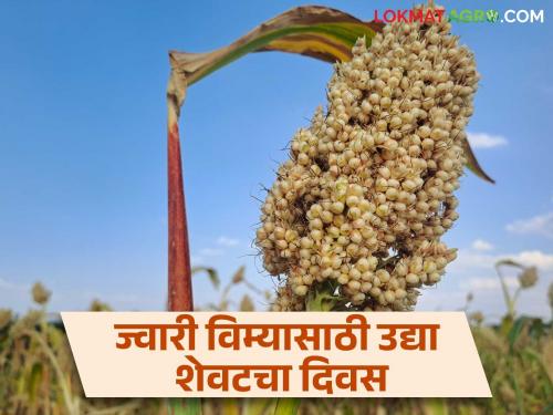 Apply today to participate in Pradhan Mantri Crop Insurance Yojana during Rabi season | Rabi Pik Vima Yojana रब्बी हंगामात प्रधानमंत्री पीक विमा योजनेत सहभागी होण्यासाठी आजच अर्ज करा