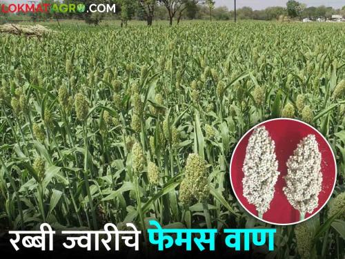 Rabi jowar sowing will start Select these top ten varieties for sowing | रब्बी ज्वारी पेरणी सुरु होईल लागवडीसाठी निवडा हे टॉप टेन वाण