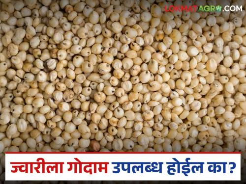 latest news Jowar Kharedi: Extension of deadline for jowar purchase; Questions about warehouse and grain storage remain unanswered. Read in detail | Jowar Kharedi : ज्वारी खरेदीला मुदतवाढ; गोदाम व बारदान्याचा प्रश्न अनुत्तरितच वाचा सविस्तर