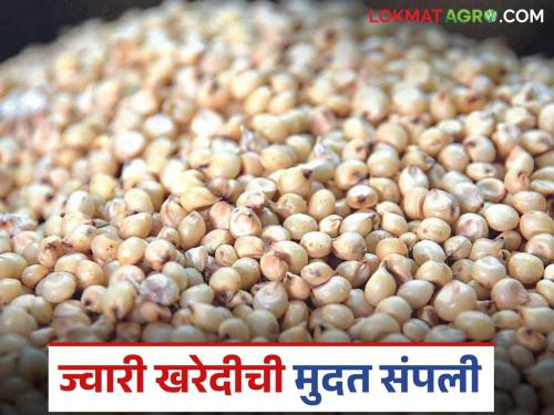 latest news Jowar Kharedi: The impact of government confusion; Thousands of quintals of jowar remain unpurchased Read in detail | Jowar Kharedi : शासकीय गोंधळाचा फटका; हजारो क्विंटल ज्वारी खरेदीविना पडून वाचा सविस्तर