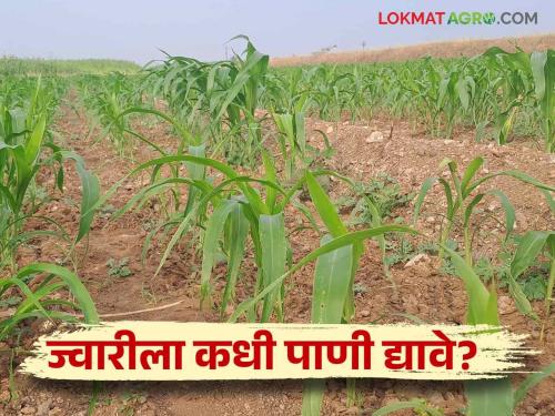 How to provide irrigation for more production of sorghum crop | Jowar Lagwad : ज्वारी पिकाच्या अधिक उत्पादनासाठी कशा द्याल पाण्याच्या पाळ्या