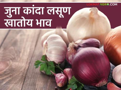 Onion Garlic Market : Demand for old onion and garlic is more; Read in detail what prices are available in the retail market | Onion, Garlic Market : जुना कांदा व लसूणाला मागणी अधिक ; किरकोळ बाजारात काय मिळतोय भाव वाचा सविस्तर