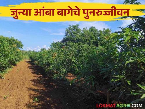 Latest News Mango Management How to revive an old mango orchard Know in detail  | Mango Management : जुन्या आंबा बागेचे पुनरुज्जीवन कसे कराल? जाणून घ्या सविस्तर 