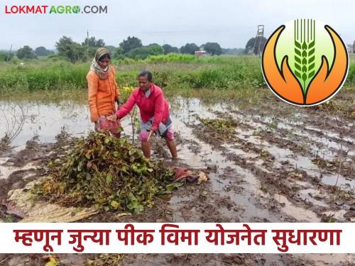 Latest News Companies earned 10 thousand crores in old crop insurance scheme says Agriculture Minister Kokate | जुन्या पीक विमा योजनेत कंपन्यांनी 10 हजार कोटींचा नफा कमवला - कृषीमंत्री कोकाटे