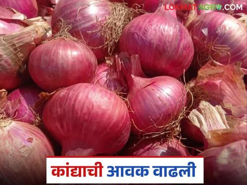 Kanda Bajar Bhav : Arrival of 10 thousand bags of onions in Otur Bajar; How did you get the price? | Kanda Bajar Bhav : ओतूर बाजारात कांद्याच्या १० हजार पिशवींची आवक; कसा मिळाला दर?