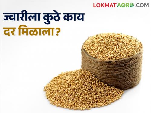 Latest News 3 may 2024 todays sorghum market price in maharashtra market yards | Sorghum Market : आज ज्वारीला कुठे मिळाला सर्वाधिक भाव? वाचा सविस्तर बाजारभाव 