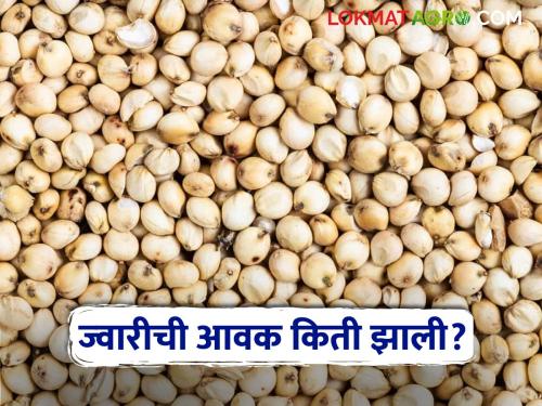 Latest News Todays Sorghum Jawar Market Price in market yard check here bajarbhav | Jawar Bajarbhav : शाळूची आवक सर्वाधिक, तर मालदांडीला चांगला भाव, वाचा ज्वारीचे बाजारभाव