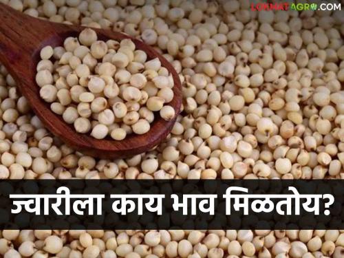 Latest News Todays Jawar Market Price in market yard check here sorghum market | Jawar Bajarbhav : नांदेड बाजारात सुवर्ण ज्वारीला काय भाव मिळाला? वाचा आजचे बाजारभाव