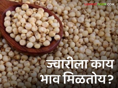 Latest News Todays Sorghum Market Price In market Yards check here details | Sorghum Market : आज कुठल्या ज्वारीला कुठे-काय भाव मिळाला? वाचा सविस्तर बाजारभाव 