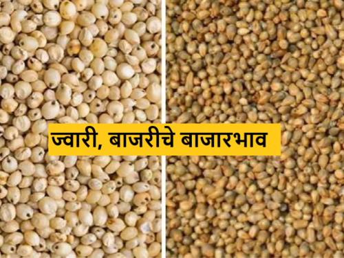 Jawari, Bajari Market millet in Paithan market and white sorghum in Pune market? | Jawari, Bajari Market : पैठण बाजारात बाजरी, तर पुणे बाजारात पांढऱ्या ज्वारीला काय भाव मिळाला?