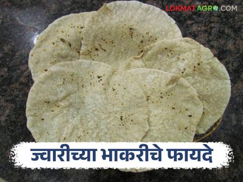 Latest news Jwarichi bhakari Does sorghum bread help with weight loss, see other benefits | Jwarichi Bhakari : ज्वारीच्या भाकरीने वजन कमी होतं का, आणखी काय फायदे आहेत? 