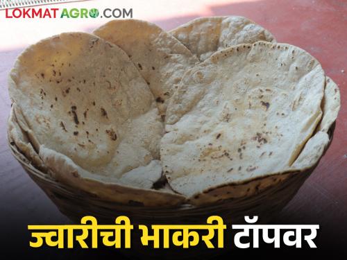 Latest news Sorghum bread preferred over wheat chapati in diet, what is the significance | गव्हाच्या चपातीपेक्षा ज्वारीच्या भाकरीला आहारात प्राधान्य, काय आहे महत्व