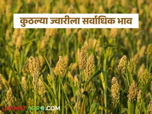 Latest News 29 april 2024 todays sorghum market price in sangli and maharashtra market yards | Sorghum Market : पांढरी ज्वारी चकाकली! कुठल्या ज्वारीला सर्वाधिक भाव मिळाला? वाचा सविस्तर 