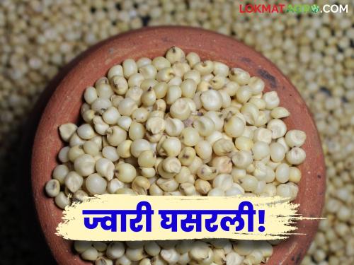 Latest News 08 may 2024 todays Sorghum Market Price in pune market yards | Sorghum Market : मालदांडी वधारली, मात्र इतर ज्वारीच्या दरात घसरण, आज कुठे-काय भाव मिळाला? 