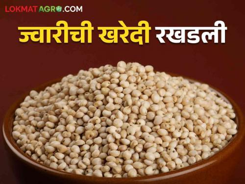 Latest News Nafed's sorghum procurement process has been disrupted in yavatmal kalamb taluka | Jawar Market : ज्वारी खरेदीची प्रक्रियाच खोळंबली, नेमकं कारण काय? वाचा सविस्तर 