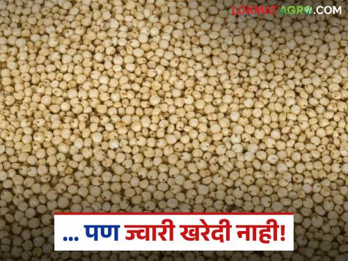 latest news Jwari Kharedi: The deadline for Jwari Kharedi has expired; Farmers' quintals of sorghum are stuck in vehicles | Jwari Kharedi : ज्वारी खरेदीची मुदत संपली; शेतकऱ्यांची क्विंटलनं ज्वारी गाड्यांत अडकली