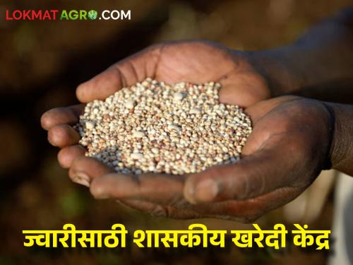 Latest news Govt procurement of sorghum started, centers at seventeen places in district | ज्वारीची शासकीय खरेदी सुरु, सतरा ठिकाणी केंद्रे, नोंदणीसाठी 'ही' कागदपत्रे आवश्यक 