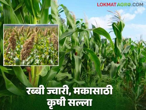 Latest News Rabbi Jawar Maize Crop Agricultural Advice for Intercropping Rabbi Jawar and Maize Crops, Read Details  | Rabbi Jawar Maize Crop : रब्बी ज्वारीसाठी आंतरमशागत आणि मका पेरणीसाठी कृषी सल्ला, वाचा सविस्तर 