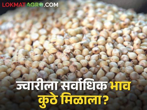 Latest News Sorghum Market Season's highest prices for white sorghum in Latur | Sorghum Market : लातुरात पांढऱ्या ज्वारीला हंगामातील सर्वाधिक भाव, जाणून घ्या आजचे बाजारभाव 