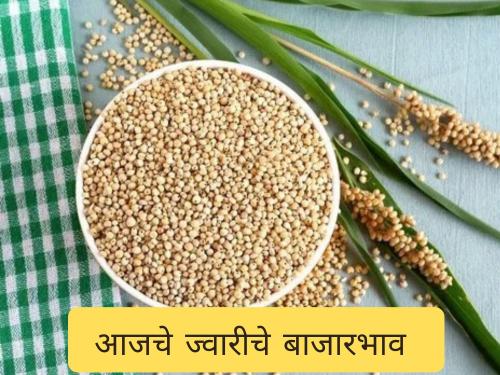 Latest News Todays Sorgham market price in maharashtra bajar samiti | ज्वारीची आवक घटली, मात्र बाजारभावात बदल , जाणून घ्या आजचे बाजारभाव 