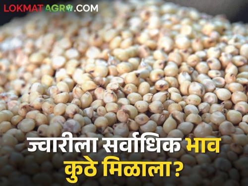 latest News today maldandi sorghum market price top in pune market yard see details | Sorghum Market : मालदांडी ज्वारीचा दबदबा कायम, कुठल्या ज्वारीला काय भाव मिळाला? वाचा सविस्तर 