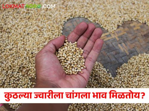 Latest News 13 may 2024 todays sorghum market price in maharashtra market yards | Sorghum Market : पुणे वगळता इतर बाजार समित्यांमध्ये मालदांडी ज्वारीला काय भाव मिळतोय? वाचा सविस्तर 