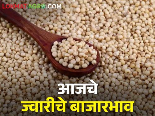 Latest News 02 march 2024 todays market price of sorghum in maharashtra bajar samiti | कुठल्या ज्वारीला सर्वाधिक भाव, जाणून घ्या आजचे ज्वारीचे दर 