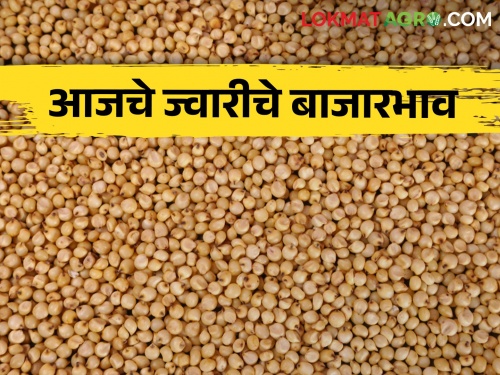 latest News Jwari Bajarbhav see sorghum arrival in maharashtra market yard check market price | Jwari Bajarbhav : राज्यातील बाजारात ज्वारीची आवक कशी? वाचा आजचे बाजार भाव