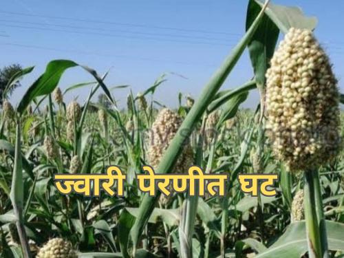 Latest news Decline in sorghum sowing in Rabi season, prices are also low | रब्बी हंगामात ज्वारी पेरणीत घट, दरही कमीच