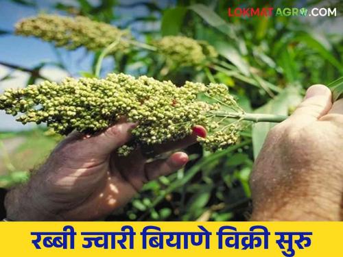 Latest News Jwari Biyane Sale of Rabi Sorghum seeds started in Mahatma Phule Agricultural University see details | Jwari Biyane : महात्मा फुले कृषी विद्यापीठात रब्बी ज्वारी बियाणे विक्री सुरु, इथं साधा संपर्क 