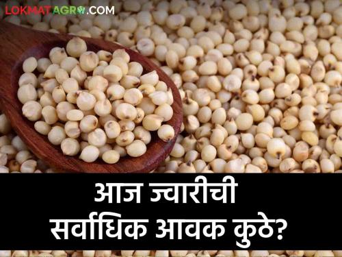 Latest news Todays Jawar bajarbhav in market yards check here sorghum market price | Jawar Bajarbhav : राज्यातील बाजार समित्यांमध्ये ज्वारीला काय भाव मिळतोय? वाचा आजचे बाजारभाव 