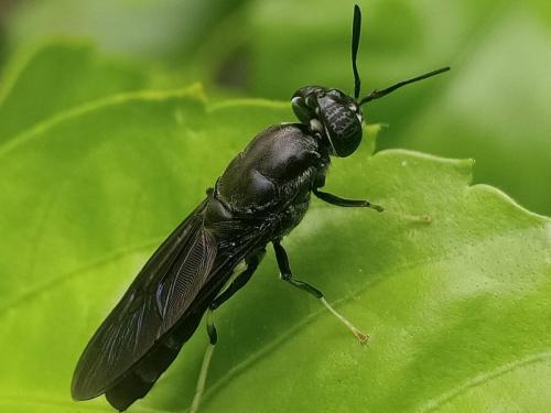 Making quality compost from rotten food and vegetables with black soldier fly | या माशीमुळे ओल्या कचऱ्याचे विघटन होण्यास होणार मदत